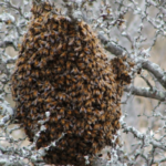 Bee hive in Bristol TN