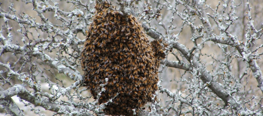 Bee hive in Bristol TN