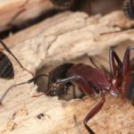 Carpenter ants found in Bristol TN - Leo's Pest Control