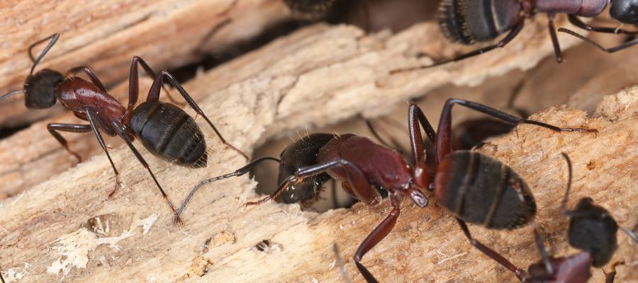 Carpenter ants found in Bristol TN - Leo's Pest Control