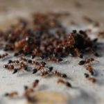 Ants found in a bathroom in Bristol TN - Leo's Pest Control