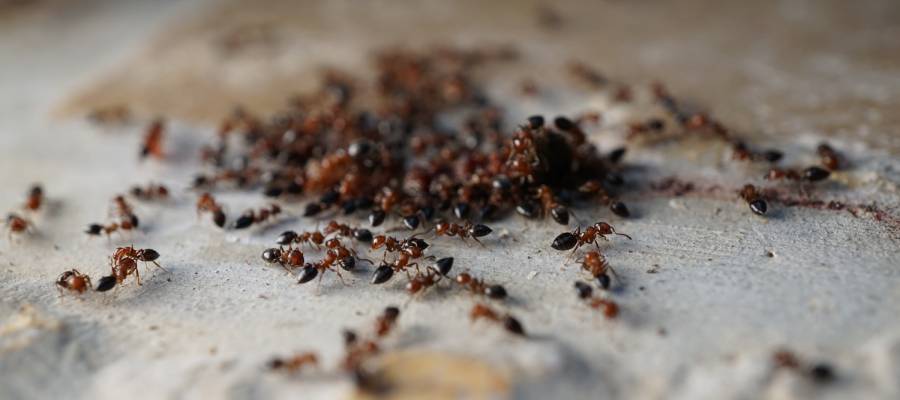 Ants found in a bathroom in Bristol TN - Leo's Pest Control