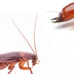 a termite and cockroach, white background
