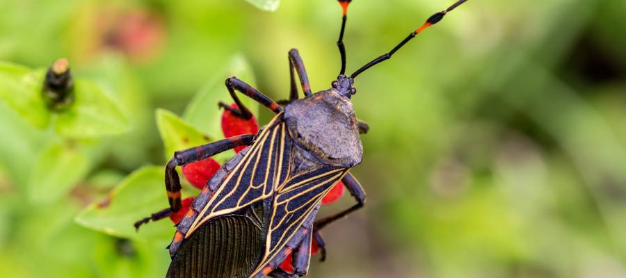 a closeup of a kissing bug on a plant outdoors