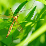 Crane fly on leaf in Tennessee