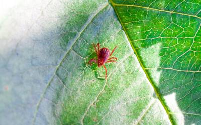chigger mites like this are common in tennessee - you can prevent it from biting you