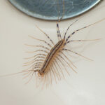 Centipede in bathtub in Tennessee