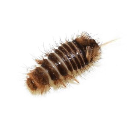 Varied Carpet Beetle Larvae Identification, Habits & Behavior | Leo's