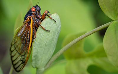 Cicada Swarms in TN | Leos Pest Control