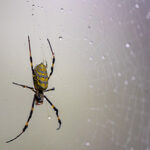 Joro spider in TN | Leos Pest Control