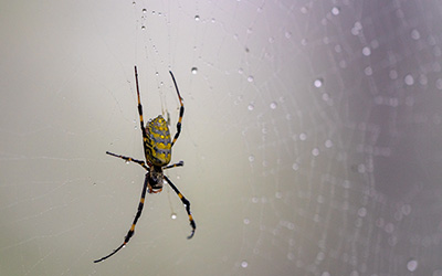 Joro spider in TN | Leos Pest Control