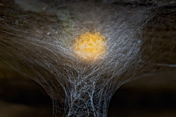 spider egg sac in home