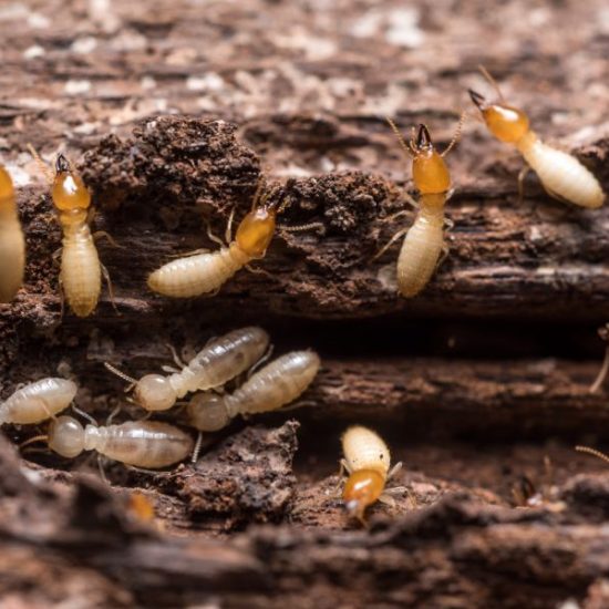 Identify Termites In Bristol TN; Leo's Pest Control