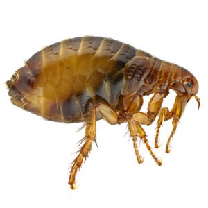Flea in Bristol TN - Leo's Pest Control